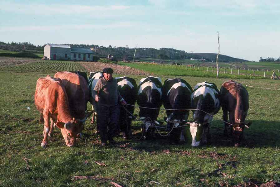Vacas pastando conducidas con corda